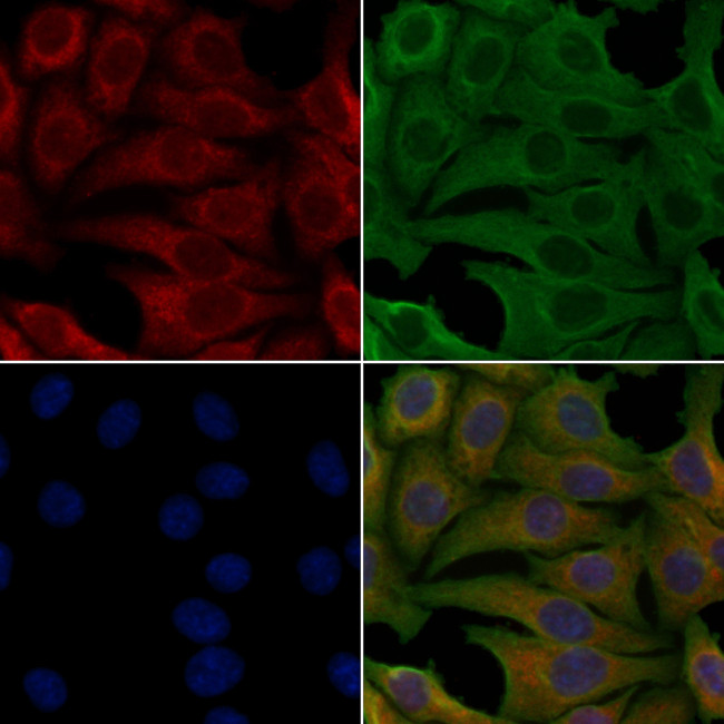 OR9A2 Antibody in Immunocytochemistry (ICC/IF)