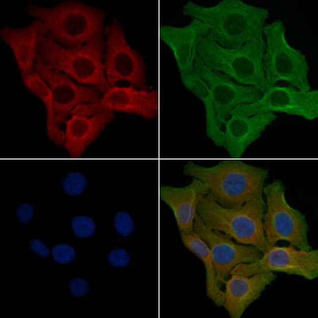 RXFP2 Antibody in Immunocytochemistry (ICC/IF)
