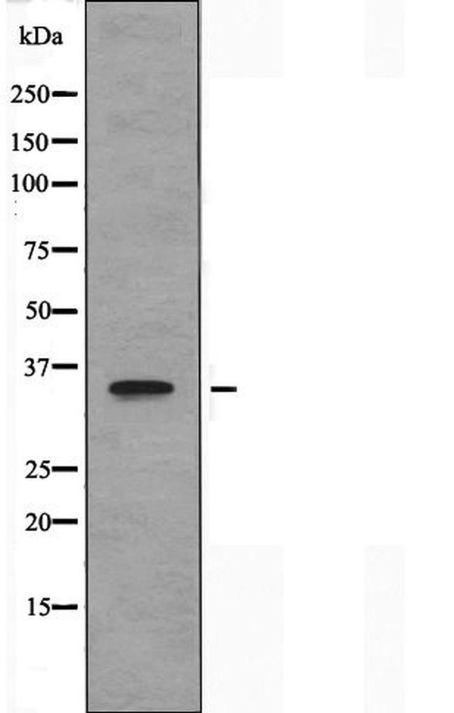 OR10G4 Antibody in Western Blot (WB)