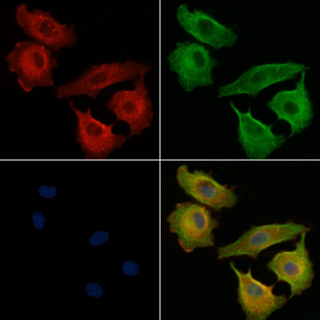 OR51H1P Antibody in Immunocytochemistry (ICC/IF)