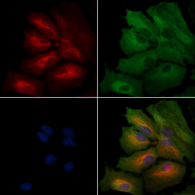 OR2F2 Antibody in Immunocytochemistry (ICC/IF)