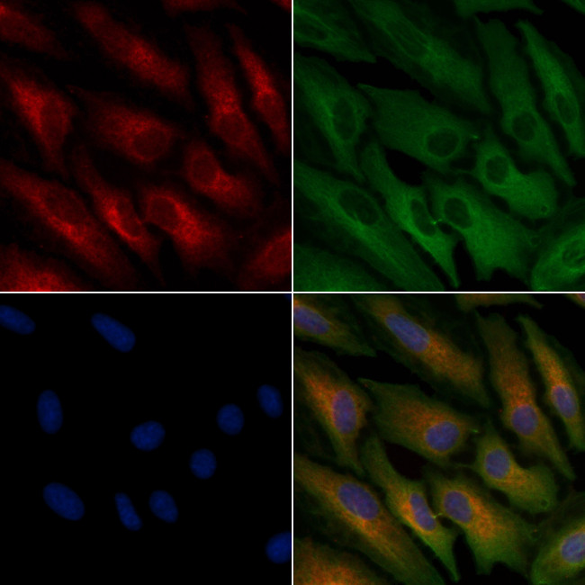 OR51A4 Antibody in Immunocytochemistry (ICC/IF)