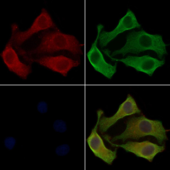 OR5D16 Antibody in Immunocytochemistry (ICC/IF)