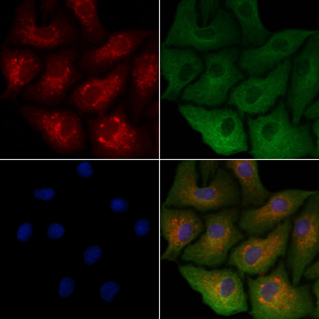 OR5M1/OR5M10 Antibody in Immunocytochemistry (ICC/IF)