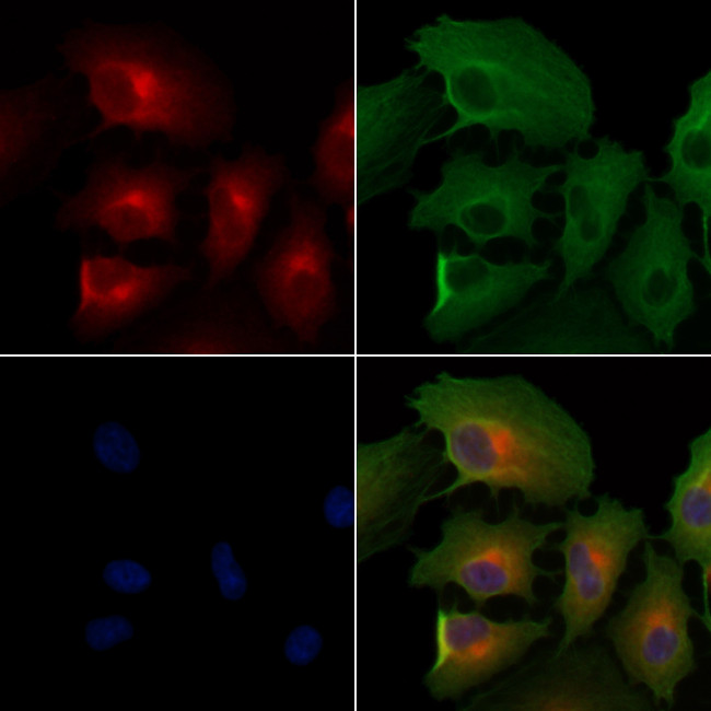OR6J1 Antibody in Immunocytochemistry (ICC/IF)