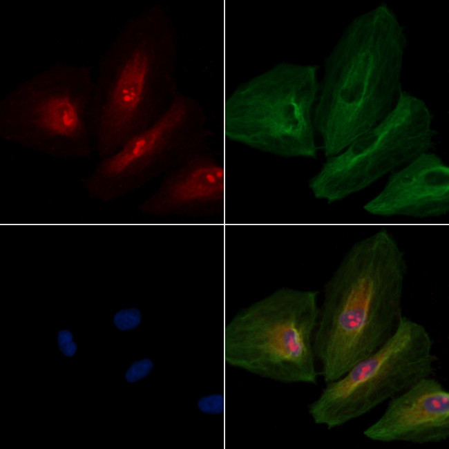 OR8B4 Antibody in Immunocytochemistry (ICC/IF)