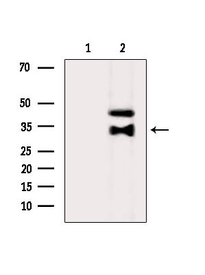 OR8K3 Antibody in Western Blot (WB)