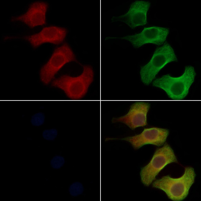 Olfr417 Antibody in Immunocytochemistry (ICC/IF)