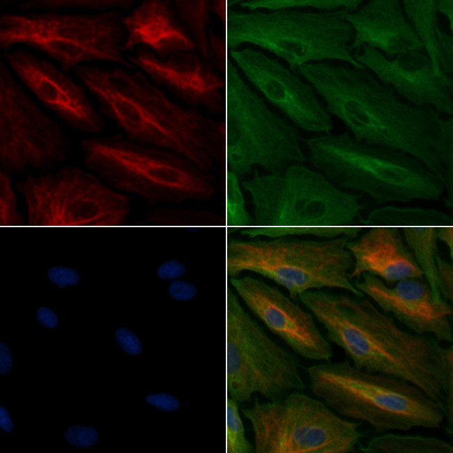TAS2R45 Antibody in Immunocytochemistry (ICC/IF)