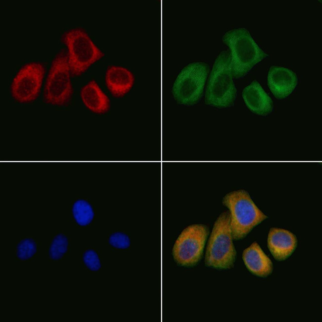 TBRG4 Antibody in Immunocytochemistry (ICC/IF)
