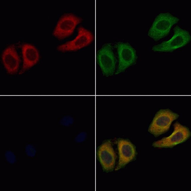 LYZL6 Antibody in Immunocytochemistry (ICC/IF)