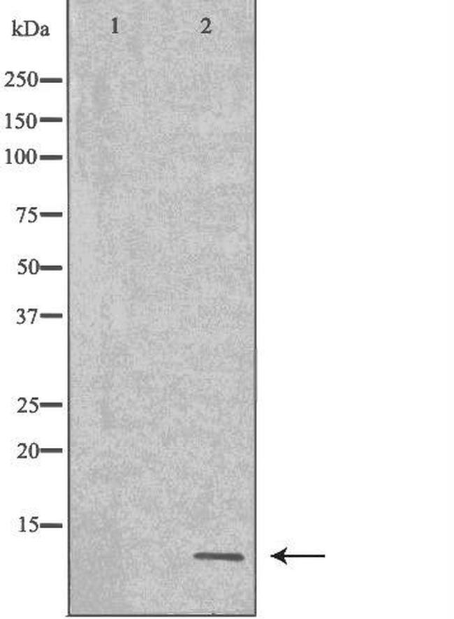 NEDD8 Antibody in Western Blot (WB)