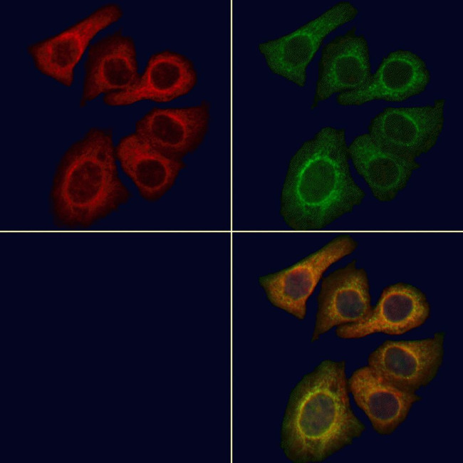 LCN6 Antibody in Immunocytochemistry (ICC/IF)