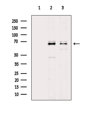 NET1 Antibody in Western Blot (WB)