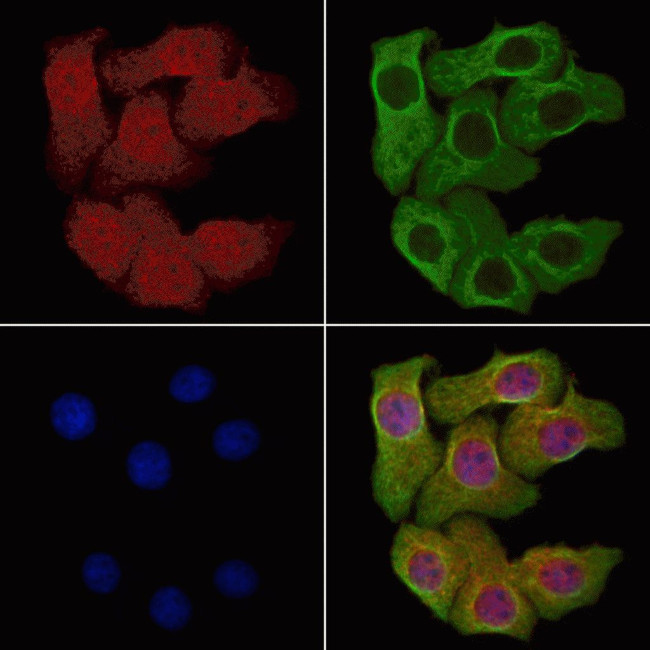 SELENBP1 Antibody in Immunocytochemistry (ICC/IF)