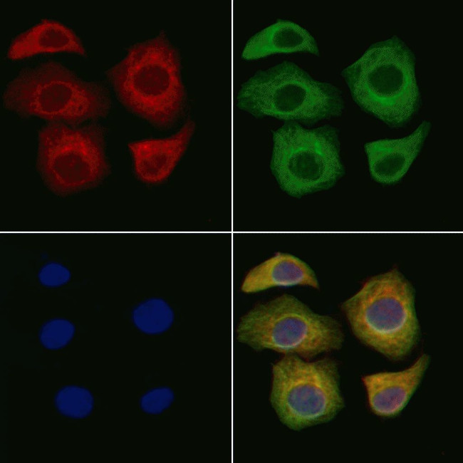 GYPC Antibody in Immunocytochemistry (ICC/IF)