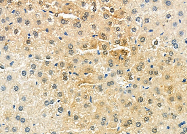Angiogenin Antibody in Immunohistochemistry (Paraffin) (IHC (P))
