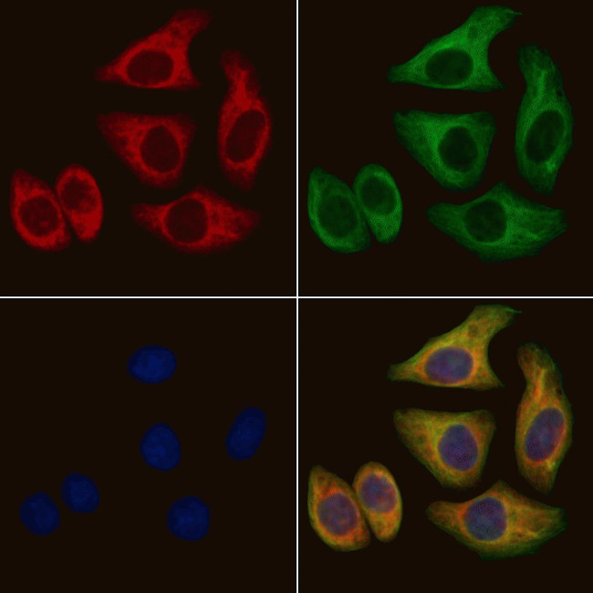 PAH Antibody in Immunocytochemistry (ICC/IF)
