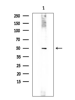 IL23R Antibody in Western Blot (WB)