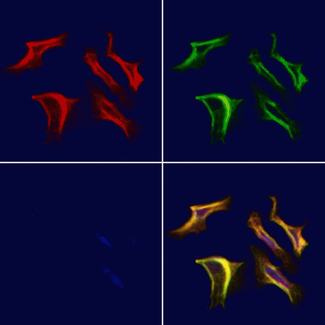 KIR2DL3 Antibody in Immunocytochemistry (ICC/IF)