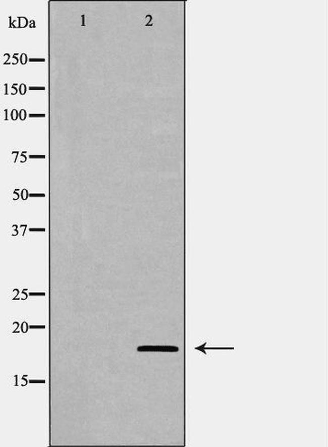 MD-2 Antibody in Western Blot (WB)