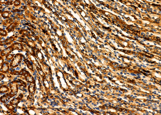 Prostate Specific Acid Phosphatase Antibody in Immunohistochemistry (Paraffin) (IHC (P))