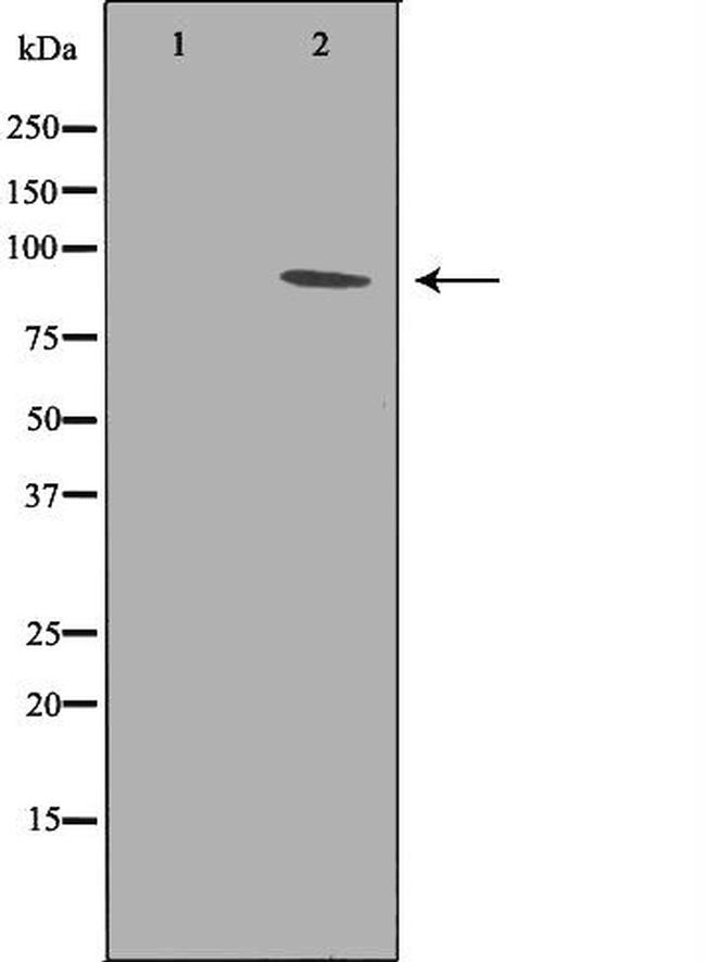 PTPRA Antibody in Western Blot (WB)