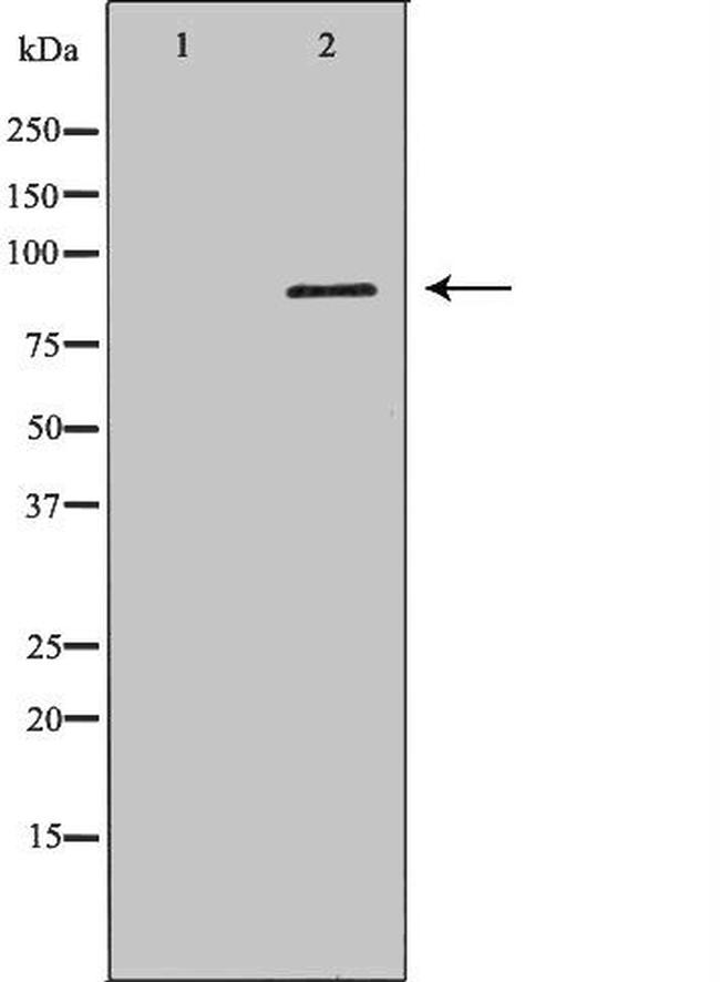 IFI16 Antibody in Western Blot (WB)
