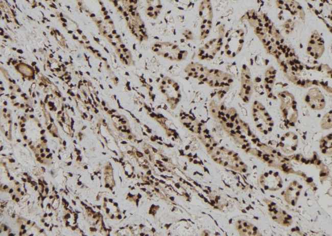 EPB41 Antibody in Immunohistochemistry (Paraffin) (IHC (P))