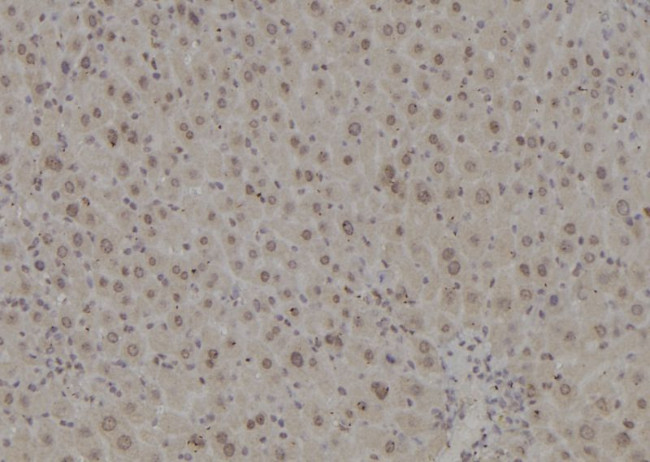 POLR2L Antibody in Immunohistochemistry (Paraffin) (IHC (P))