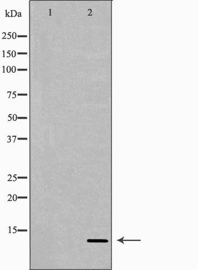 NRG4 Antibody in Western Blot (WB)