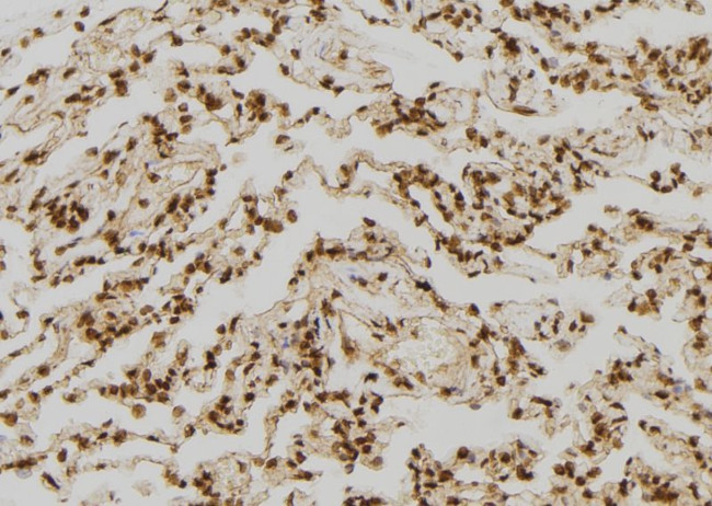 FABP7 Antibody in Immunohistochemistry (Paraffin) (IHC (P))