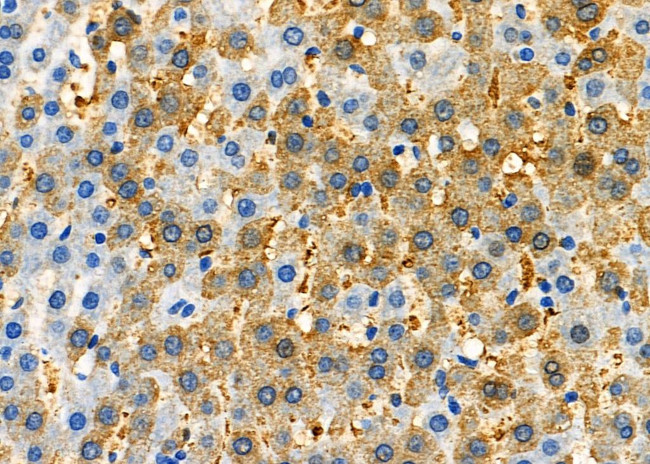 NAP1L1 Antibody in Immunohistochemistry (Paraffin) (IHC (P))