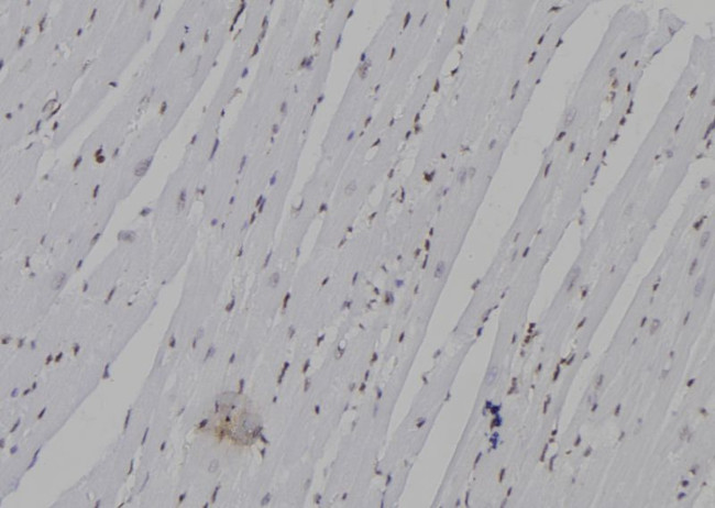 NeuroG3 Antibody in Immunohistochemistry (Paraffin) (IHC (P))