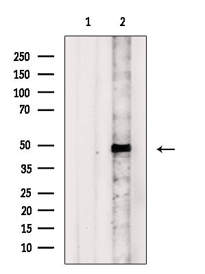 CXCR2 Antibody in Western Blot (WB)