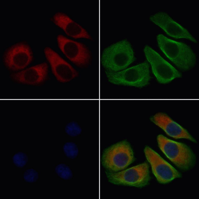 ENPP7 Antibody in Immunocytochemistry (ICC/IF)