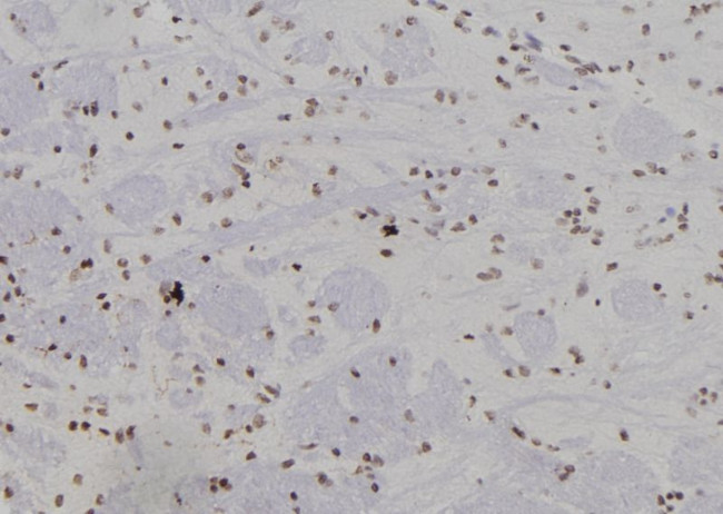 SUMO4 Antibody in Immunohistochemistry (Paraffin) (IHC (P))