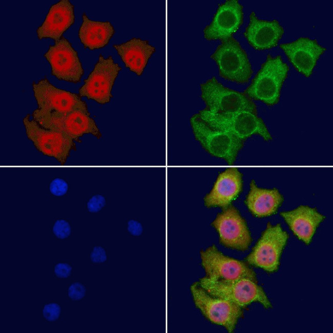 MYSM1 Antibody in Immunocytochemistry (ICC/IF)