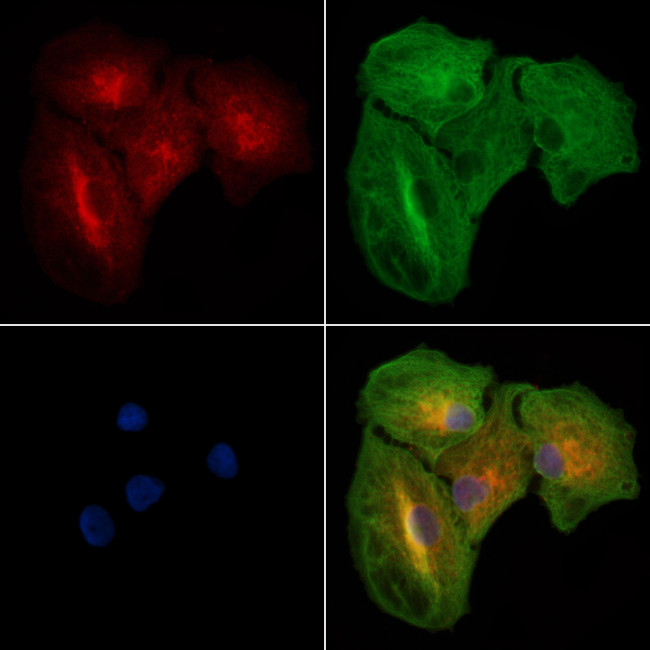 PDZK1 Antibody in Immunocytochemistry (ICC/IF)