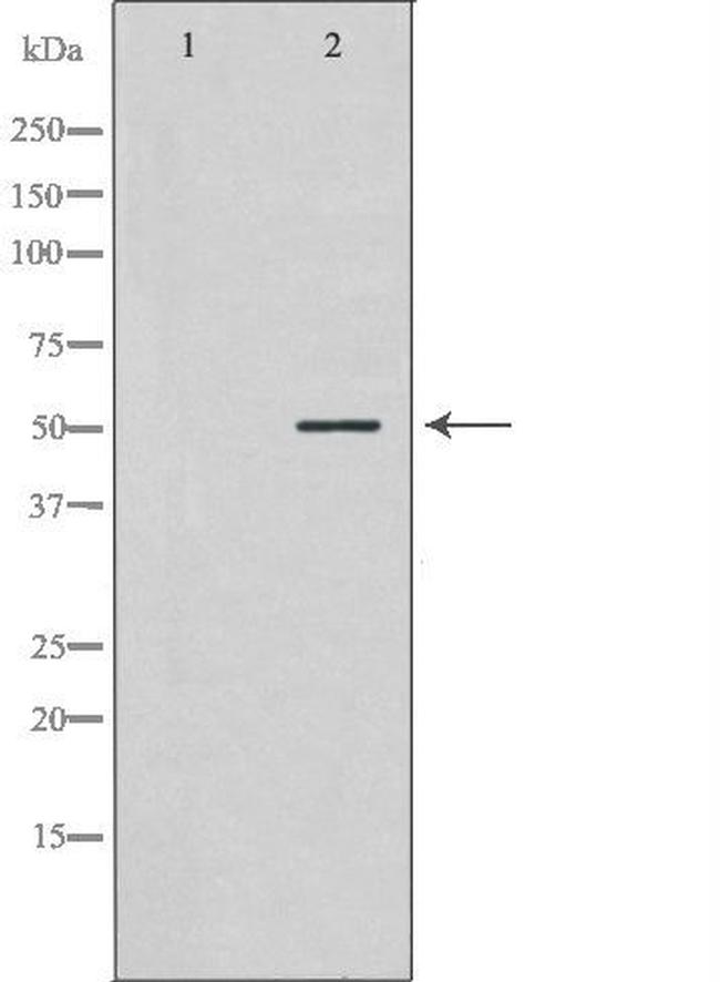 NEK2 Antibody in Western Blot (WB)
