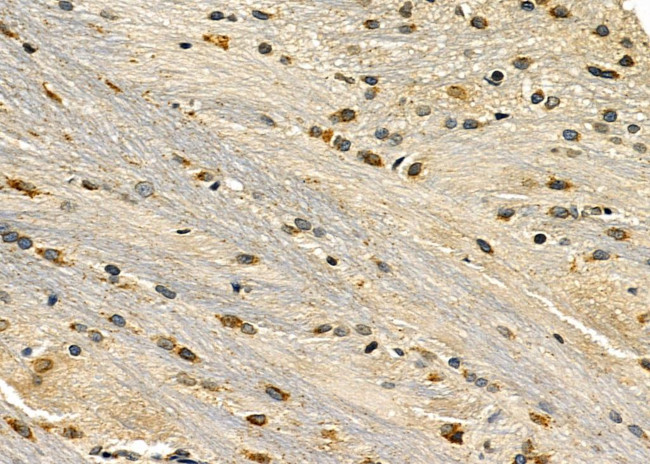 GFR alpha-1 Antibody in Immunohistochemistry (Paraffin) (IHC (P))
