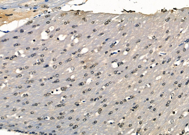 MPG Antibody in Immunohistochemistry (Paraffin) (IHC (P))