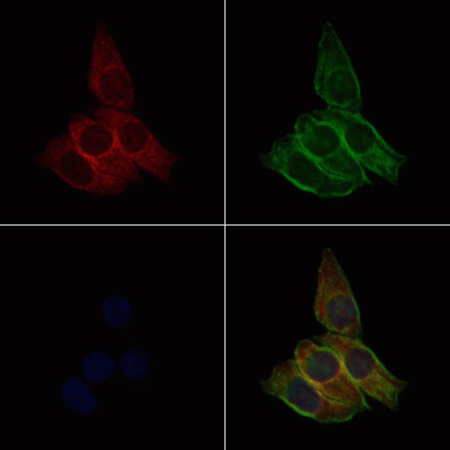 PER3 Antibody in Immunocytochemistry (ICC/IF)