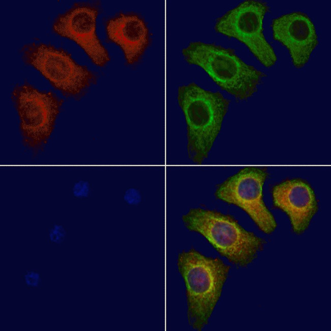 PSRC1 Antibody in Immunocytochemistry (ICC/IF)