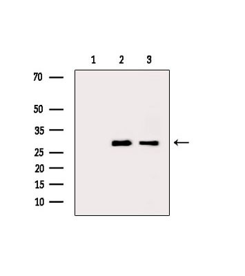 PSMF1 Antibody in Western Blot (WB)