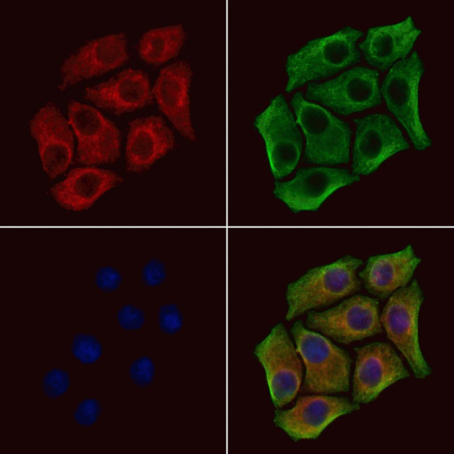 SPRY4 Antibody in Immunocytochemistry (ICC/IF)