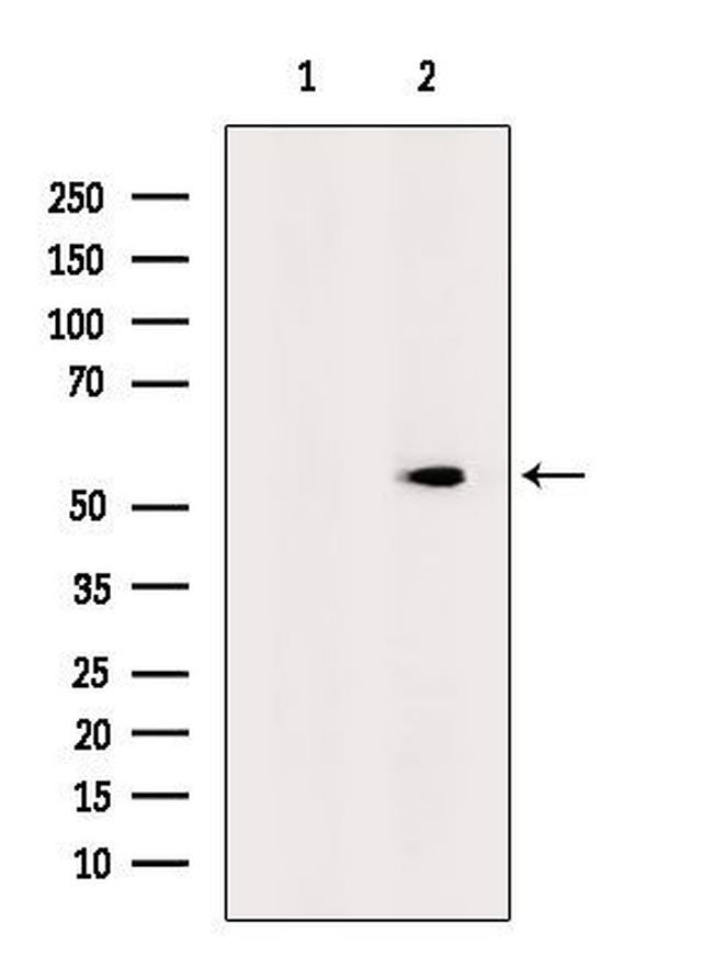 LEF1 Antibody in Western Blot (WB)