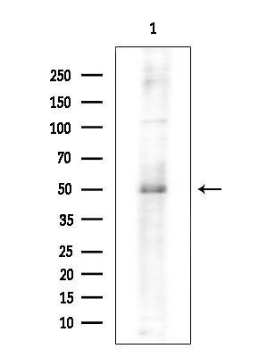 WNT10A Antibody in Western Blot (WB)