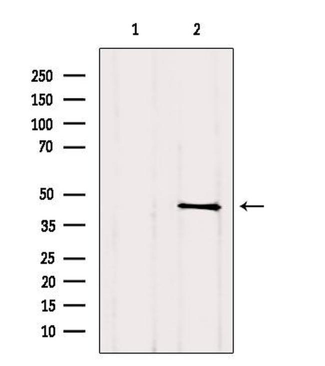 TGIF Antibody in Western Blot (WB)
