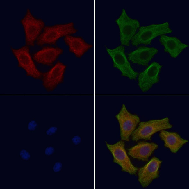 SLC39A8 Antibody in Immunocytochemistry (ICC/IF)